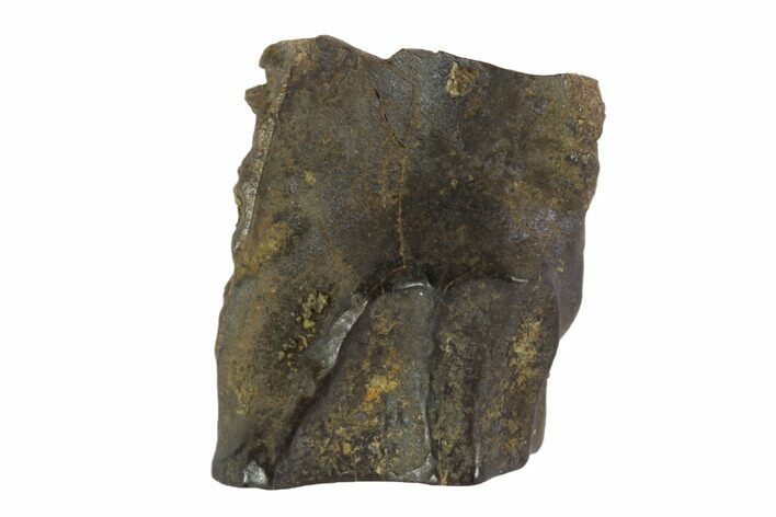 Triceratops Shed Tooth - Montana #93097